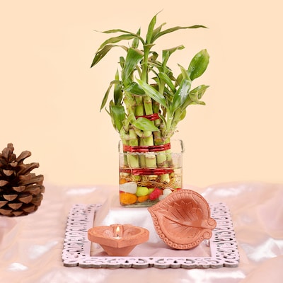 Bamboo Plant with Dazzling Diwali Diyas