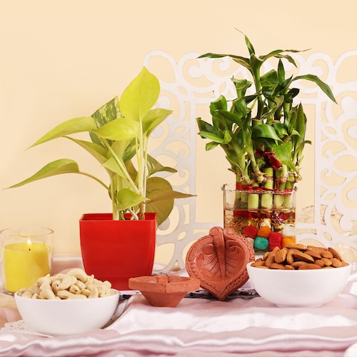 Buy Luminous Nuts and Plants Diwali Gift Set