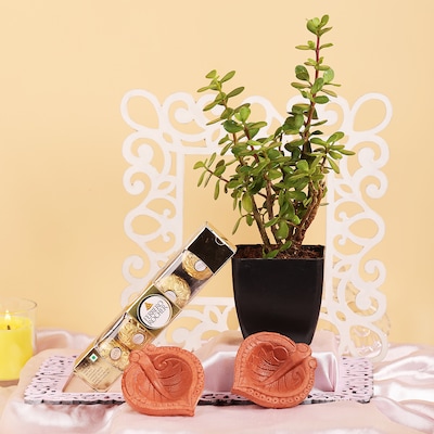 Diwali Chocolatey Surprises with Jade Plant