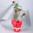Adorable Red Rose Plant