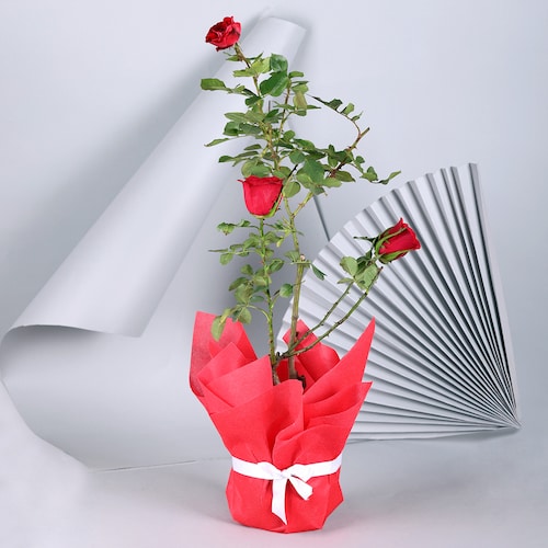 Buy Adorable Red Rose Plant