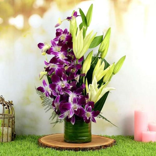 Buy Beautiful Orchidaceous