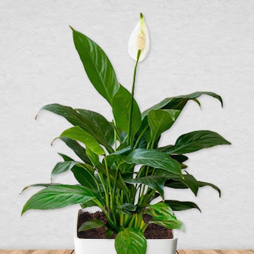 Peace Lily For You | Winni.in