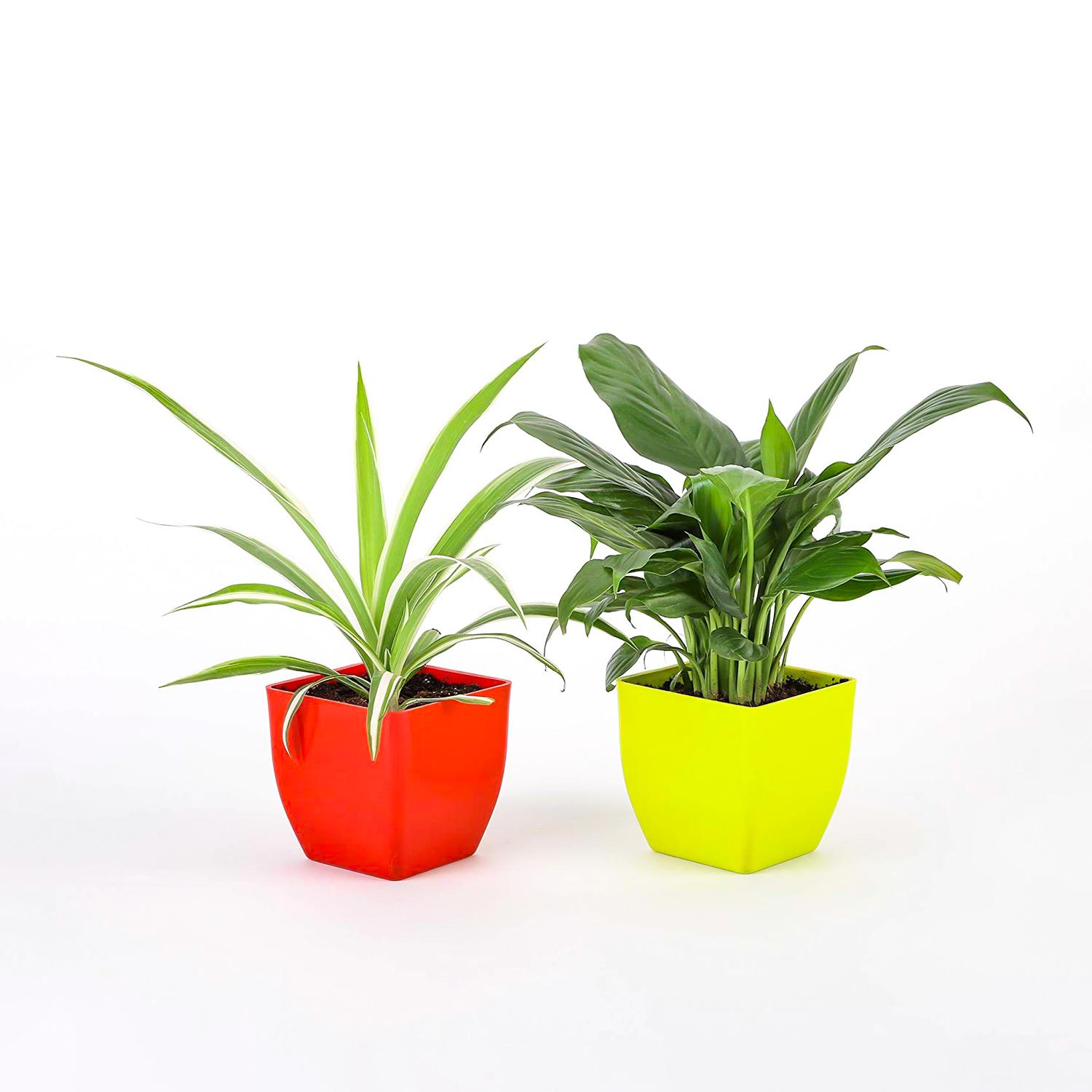 Image of Peace lily and spider plant