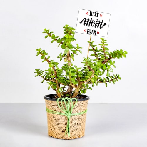 Buy Magical Jade Plant For Mom