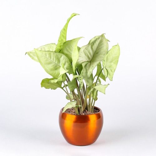 Buy Astounding Syngonium Plant