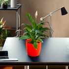 Peace Lily