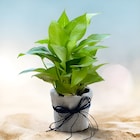 Jute Wrapped Money Plant