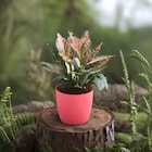 Beautiful Aglaonema