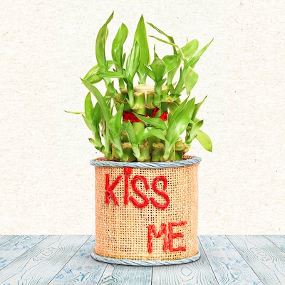 Kiss Me Bamboo Plant