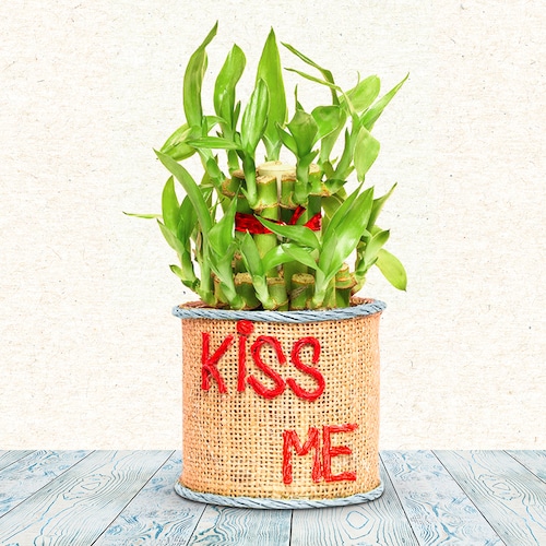 Buy Kiss Me Bamboo Plant