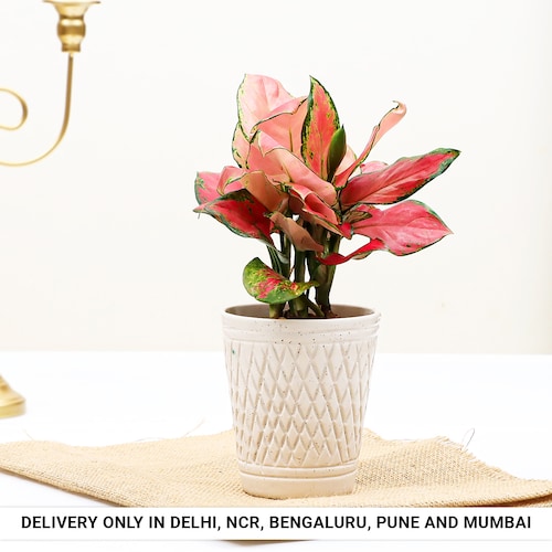 Buy Graceful Pink Aglonema in V Cut Pot