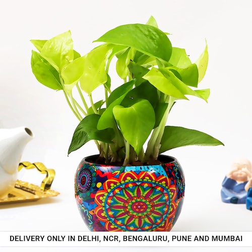 Buy Evergreen Rajwada Potted Money Plant