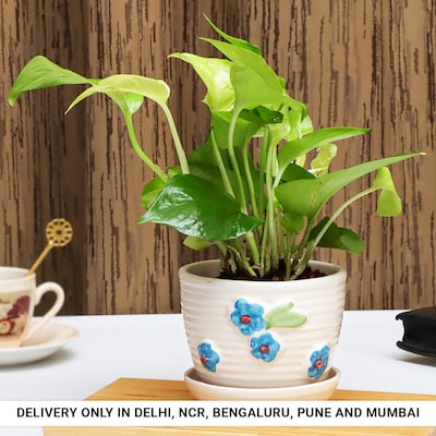Money Plant in Designer Cup Pot