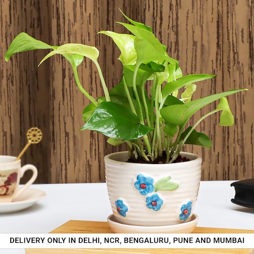 Buy Money Plant in Designer Cup Pot