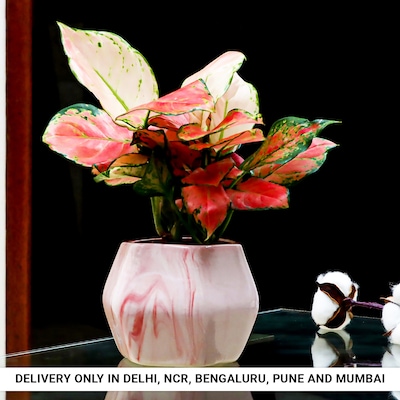 Aglonema Plant in Pink Hexagon Pot