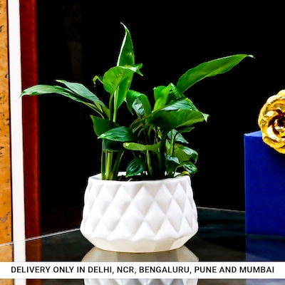 Peace Lily in White Burfi Pot