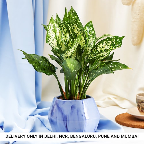 Buy Aglonema in Blue Hexagon Pot