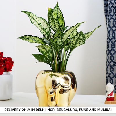 Aglonema in Auspicious Elephant Pot