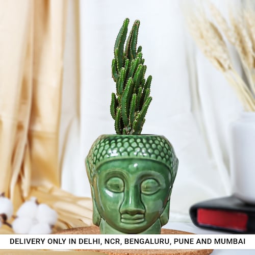 Buy Resilient Cactus in Buddha Pot