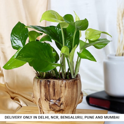 Versatile Money Plant in Trunk Pot