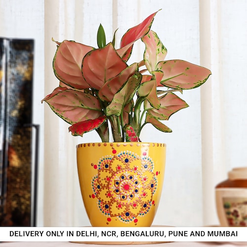 Buy Lovely Aglaonema in Yellow Embroidery Pot