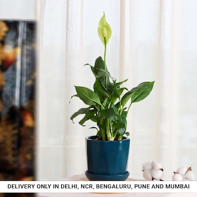 Peace Lily in Blue Cup with Plate