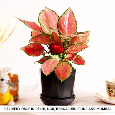 Glossy Pink Aglonema in Black Pot
