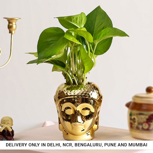 Buy Zen Money Plant in Budha Pot