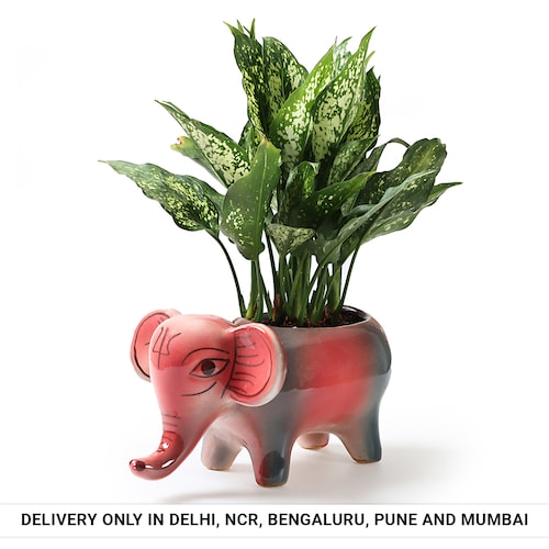 Buy Aglonema in Stylish Elephant Pot