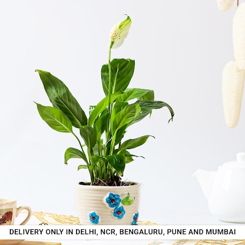 Buy Peace Lily in Floral Designer Pot