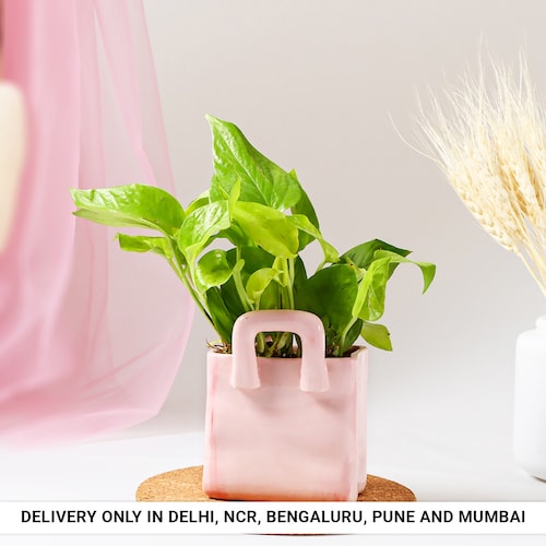 Buy Money Plant in Charming Pink Basket