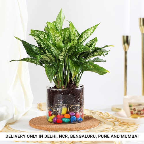 Buy Aglonema in Compact Cylinder Vase