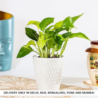 Money Plant in Stylish V Cut Pot