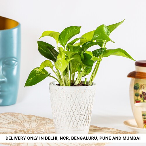 Buy Money Plant in Stylish V Cut Pot