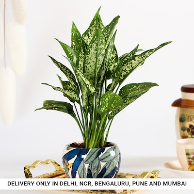 Elegant Orchid Potted Green Aglonema