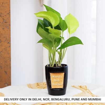 Money Plant in Best Brother Pot