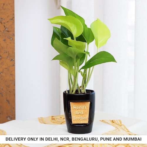 Buy Money Plant in Best Brother Pot