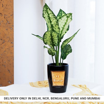 Aglaonema in Classic Number 1 Pot