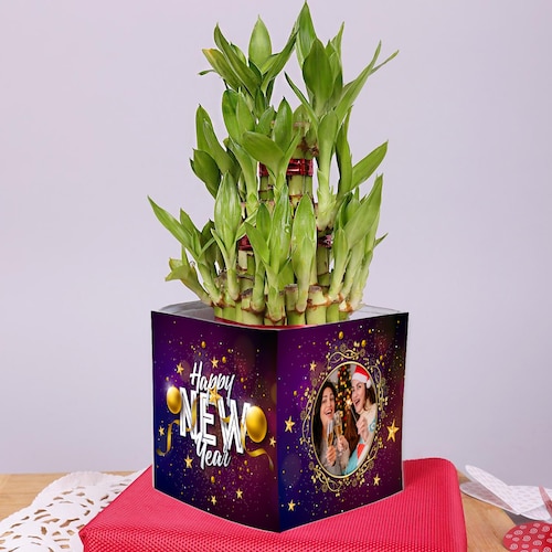 Buy Green Lucky Bamboo in Personalised Pot