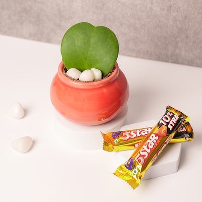 Hoya Plant with Chocolate Treats Combo