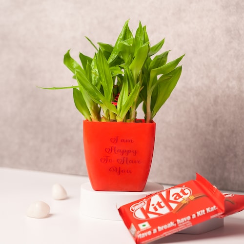 Buy 2 Layer Bamboo Plant with Kitkat