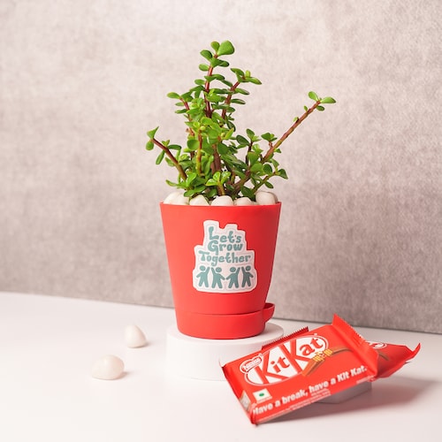 Buy Jade Plant and Chocolate Combo