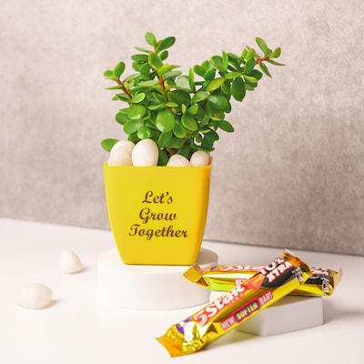 Jade Plant with Chocolates Treat