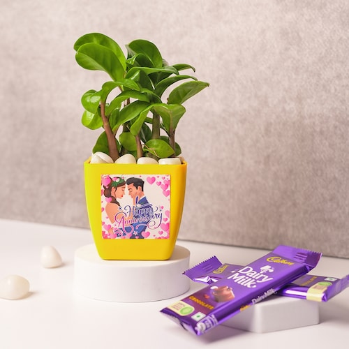 Buy Zamioculcas Plant with Chocolates Combo