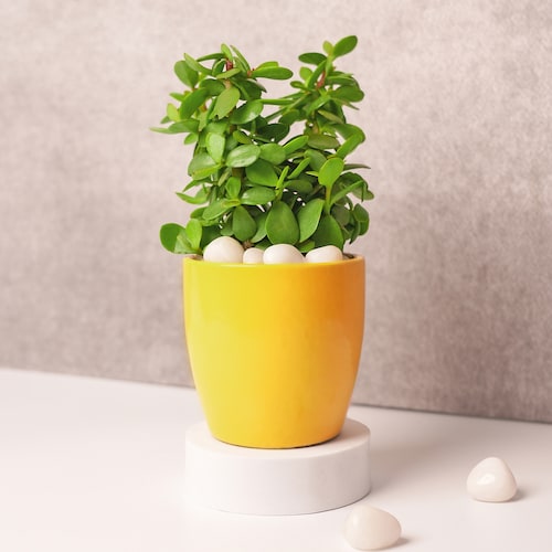 Buy Crassula Jade Plant in Yellow Ceramic Pot