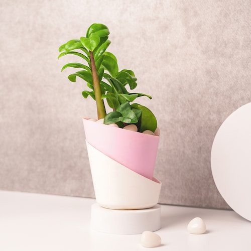 Buy Zamioculcas Plant in Lovely Pink Pot