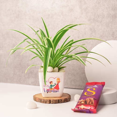 Buy Spider Plant and Dairy Milk Silk Combo