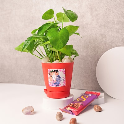 Money Plant in Red Pot with Dairy Milk Silk