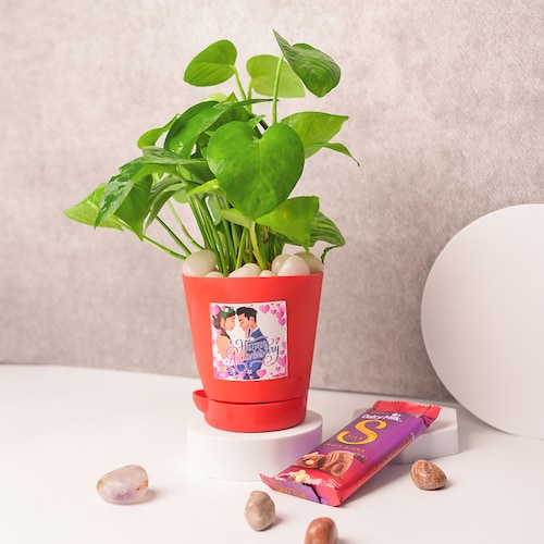 Buy Money Plant in Red Pot with Dairy Milk Silk